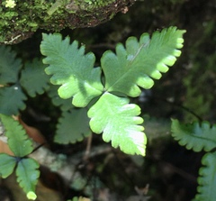 Doryopteris triphylla image