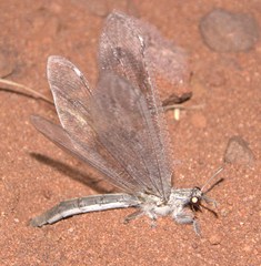 Acanthaclisini