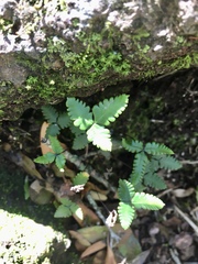 Doryopteris triphylla image