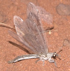 Acanthaclisini