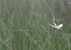 Piptochaetium fimbriatum