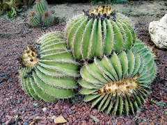 Ferocactus schwarzii