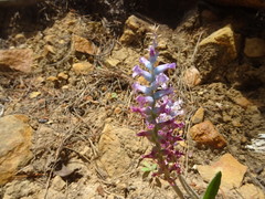 Lachenalia orchioides parviflora