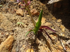 Lachenalia orchioides parviflora