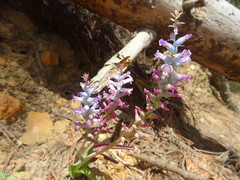 Lachenalia orchioides parviflora