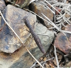 Geomantis larvoides