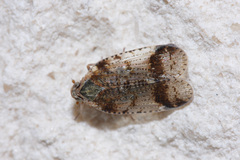 Cixius cunicularius