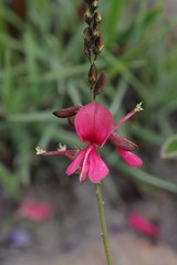 Indigofera punctata