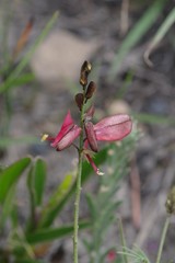 Indigofera punctata