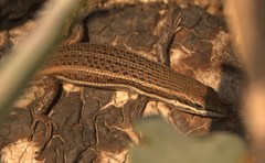 Trachylepis damarana