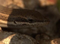 Trachylepis damarana