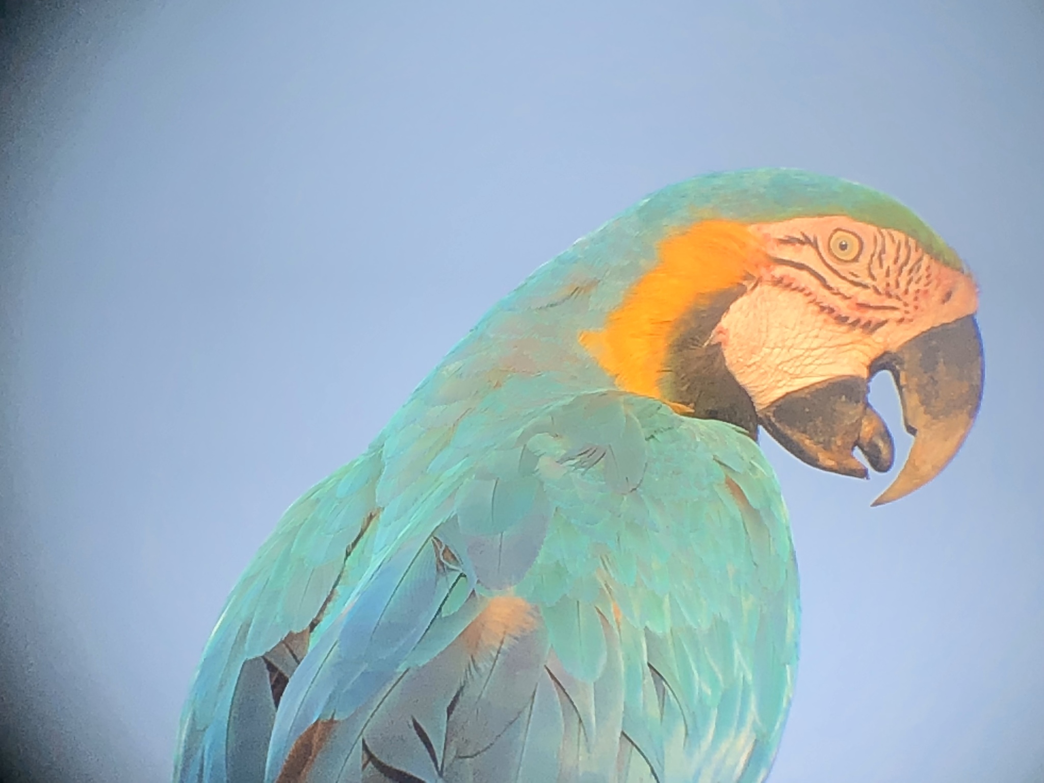 Blue-and-yellow Macaw