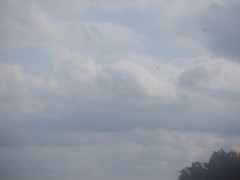 Pelecanus erythrorhynchos