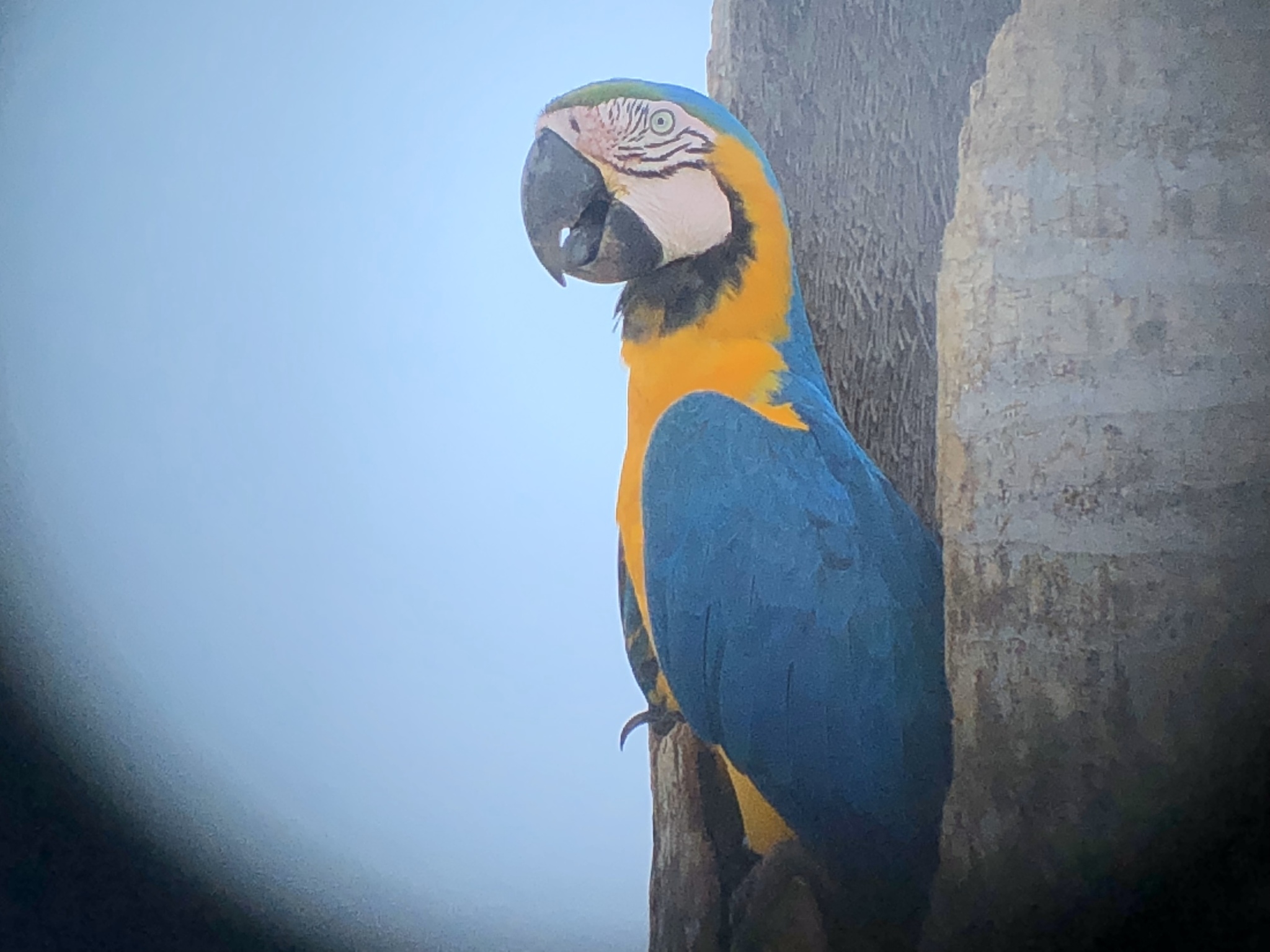 Blue-and-yellow Macaw