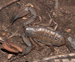 Hadogenes longimanus