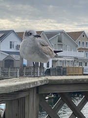 Leucophaeus atricilla