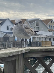 Leucophaeus atricilla