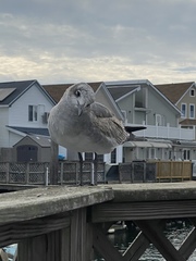 Leucophaeus atricilla