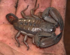 Hadogenes longimanus