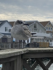 Leucophaeus atricilla