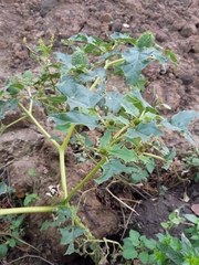 Datura stramonium