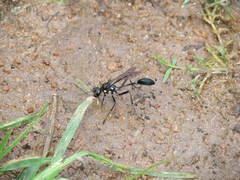 Eremnophila