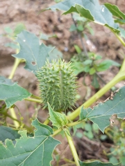 Datura stramonium