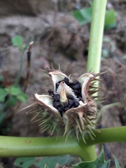 Datura stramonium