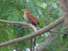 Piaya cayana