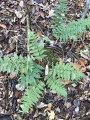 Dryopteris × triploidea