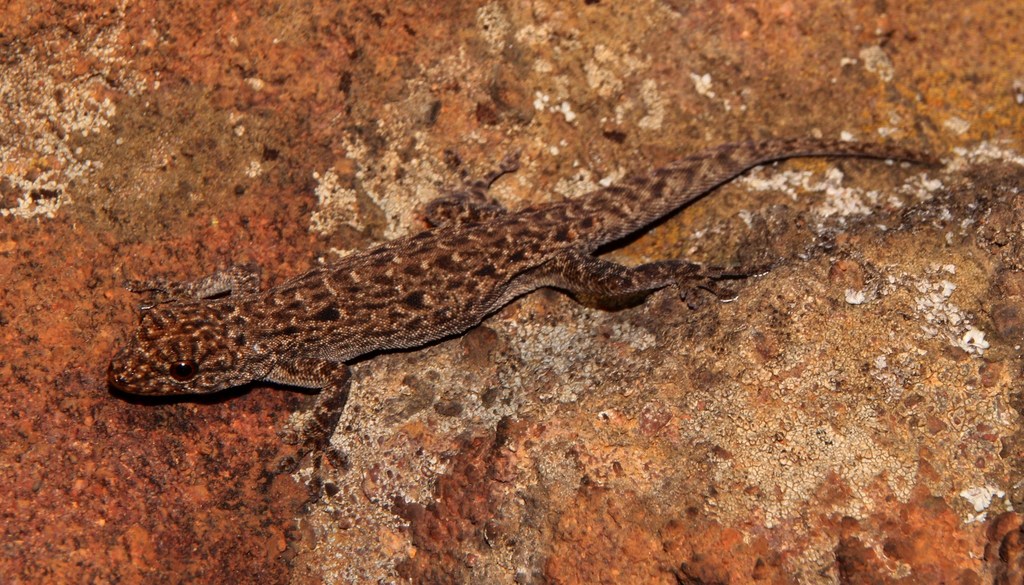 Black-Spotted Dwarf Gecko