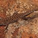 Lygodactylus nigropunctatus - Photo (c) Alex Rebelo, algunos derechos reservados (CC BY-NC), subido por Alex Rebelo