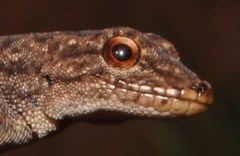 Lygodactylus nigropunctatus