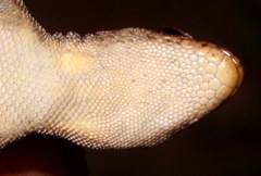 Lygodactylus nigropunctatus