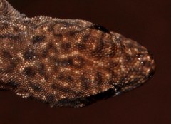 Lygodactylus nigropunctatus