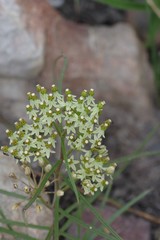 Xysmalobium involucratum