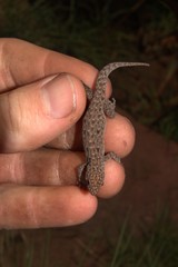 Lygodactylus nigropunctatus