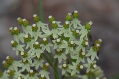 Xysmalobium involucratum