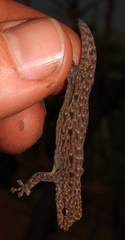 Lygodactylus nigropunctatus