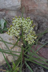 Xysmalobium involucratum