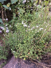Trichostema arizonicum