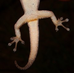 Lygodactylus nigropunctatus
