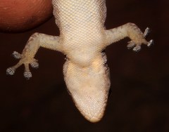 Lygodactylus nigropunctatus