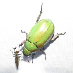 Chrysina beyeri