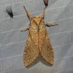 Lophocampa mixta