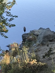 Ardea herodias