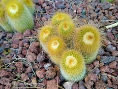 Parodia lenninghausii