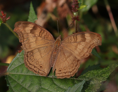 Junonia iphita iphita