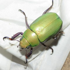 Chrysina beyeri