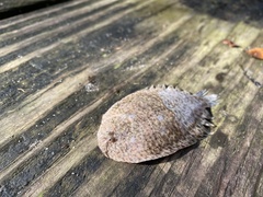 Trinectes maculatus